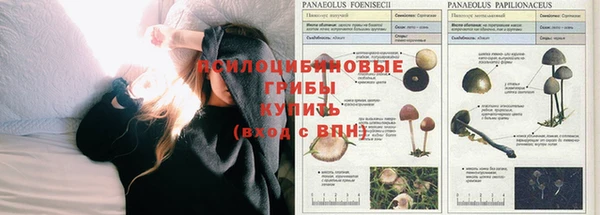 прущие грибы Осинники